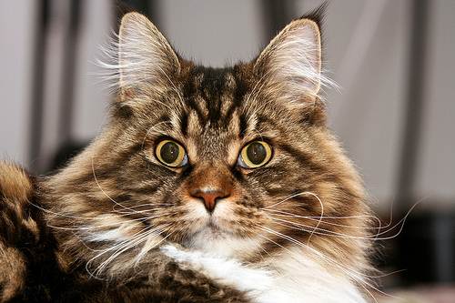 Gatto Maine Coon fa pasta Video