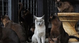 allevamento gatto birmano in birmania