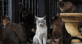 allevamento gatto birmano in birmania