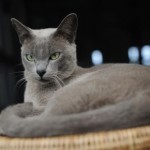 gatto burmese allevamento birmania