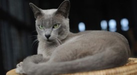 gatto burmese allevamento birmania