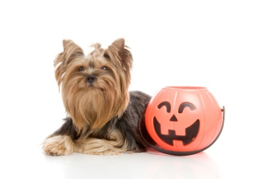 halloween pets