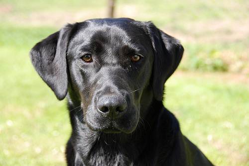 Cane bacia delfino video