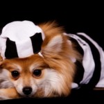 costumi per cani halloween