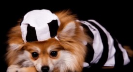 costumi per cani halloween