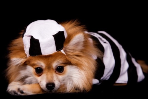 costumi per cani halloween