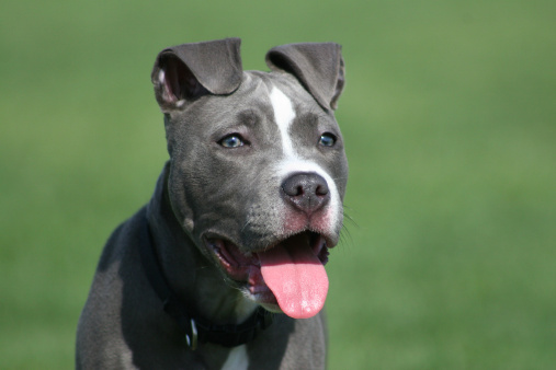 Cucciolo Pit bull sventa rapimento