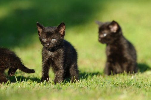 Festa del gatto nero