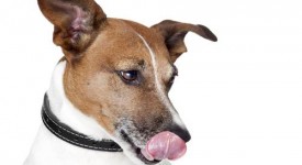 Cibo cani biologico fa bene