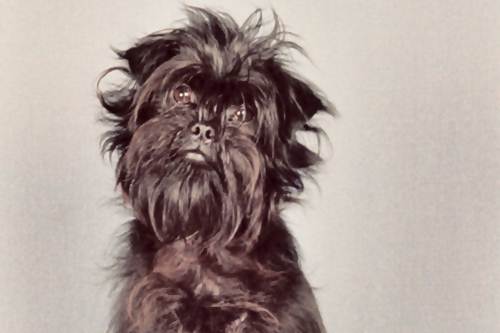 Affenpinscher caratteristiche allevamenti prezzo