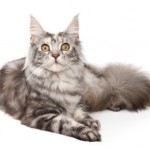 Differenze gatto Maine coon Norvegese delle foreste