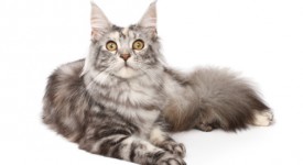 Differenze gatto Maine coon Norvegese delle foreste