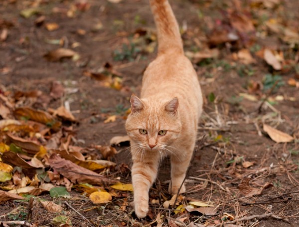 Displasia dell'anca nel gatto