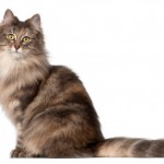 Differenze Maine Coon Norvegese delle foreste foto