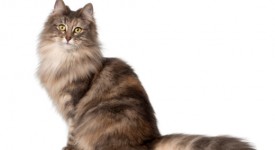 Differenze Maine Coon Norvegese delle foreste foto