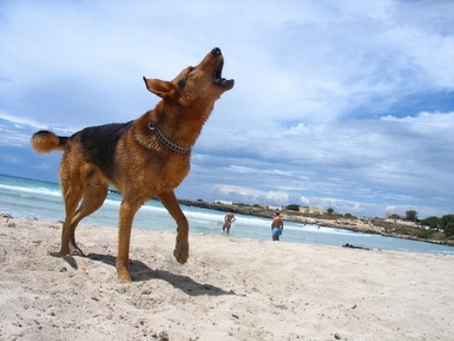 cane salva proprietario palestina