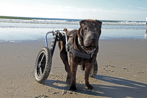 cani paralizzati tornano a camminare