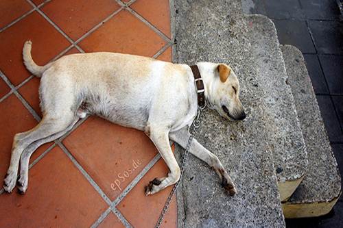 Cane salva tasso trappola bracconiere