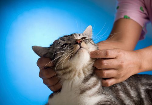 massaggio tra gatti