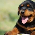 rottweiler-carattere-addestramento-foto-prezzo