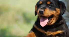 rottweiler-carattere-addestramento-foto-prezzo