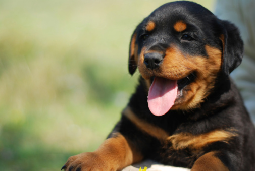 cuccioli rottweiler regalo