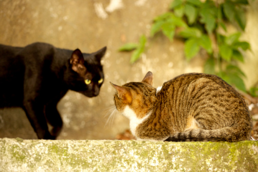 Animali domestici sporchi