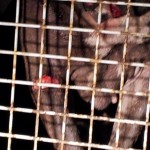 pitbull combattimento ferito salvato oipa foto