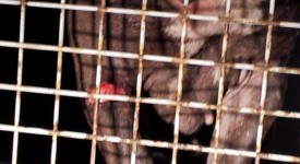 pitbull combattimento ferito salvato oipa foto