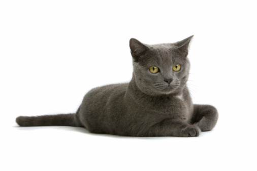 Gatto British Shorthair carattere allevamenti prezzo