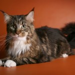 differenze gatto maine coon e Norvegese delle foreste