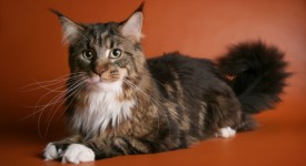 differenze gatto maine coon e Norvegese delle foreste