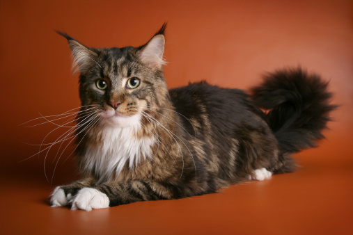 differenze gatto maine coon e Norvegese delle foreste