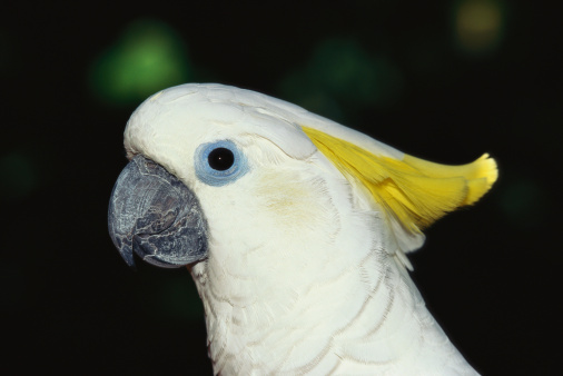 pappagallo cacatua canta Psy