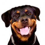 rottweiler carattere addestramento prezzo foto