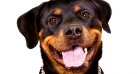 rottweiler carattere addestramento prezzo foto