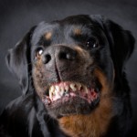 rottweiler carattere addestramento prezzo foto