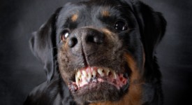 rottweiler carattere addestramento prezzo foto