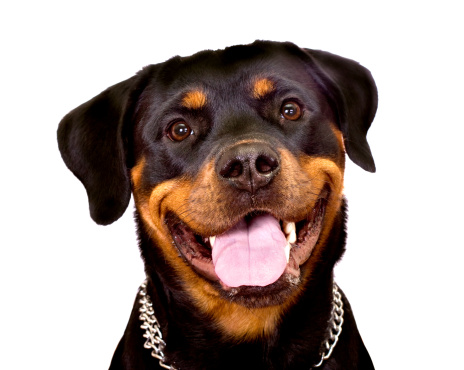 rottweiler carattere addestramento prezzo foto