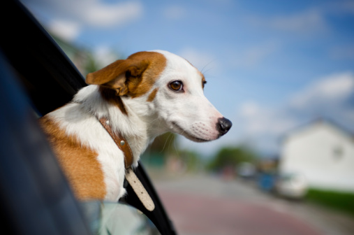 Cani taxi No grazie signore Roma lasciato piedi