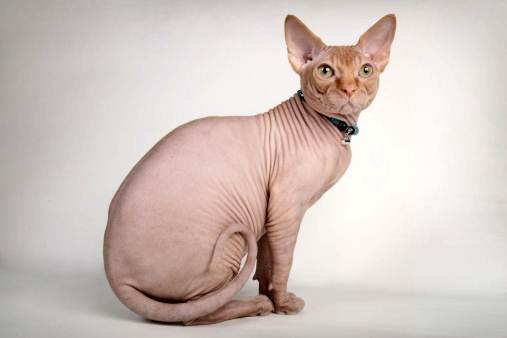 Gatto Sphynx innamorato proprietario video