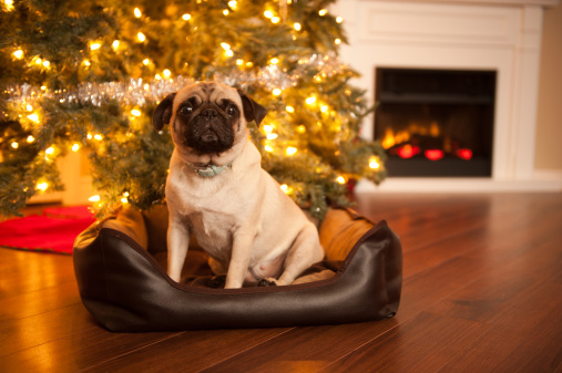 Come fare albero Natale cane