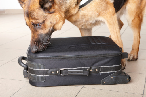 Cani fiutano soldi aeroporto Orio al Serio