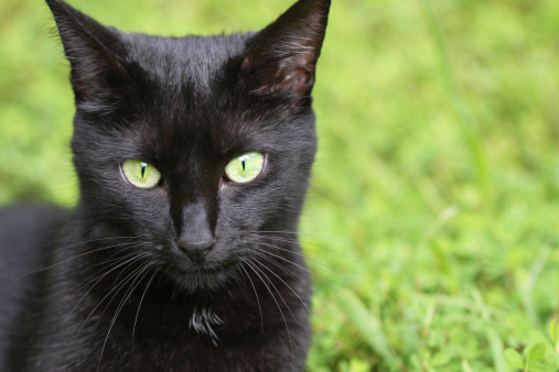 Gatto nero salva ragazza malata cuore