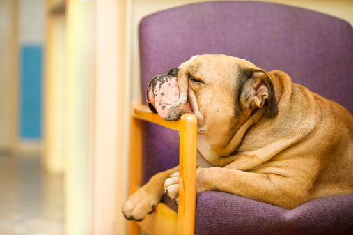 Cane depresso sintomi cosa fare