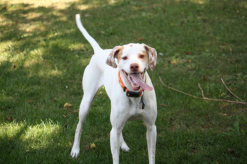 Pointer inglese caratteristiche allevamento prezzo
