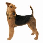 Airedale Terrier carattere, prezzo e allevatori