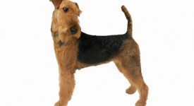 Airedale Terrier carattere, prezzo e allevatori