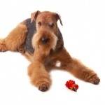 Airedale Terrier carattere, prezzo e allevatori.