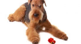 Airedale Terrier carattere, prezzo e allevatori.